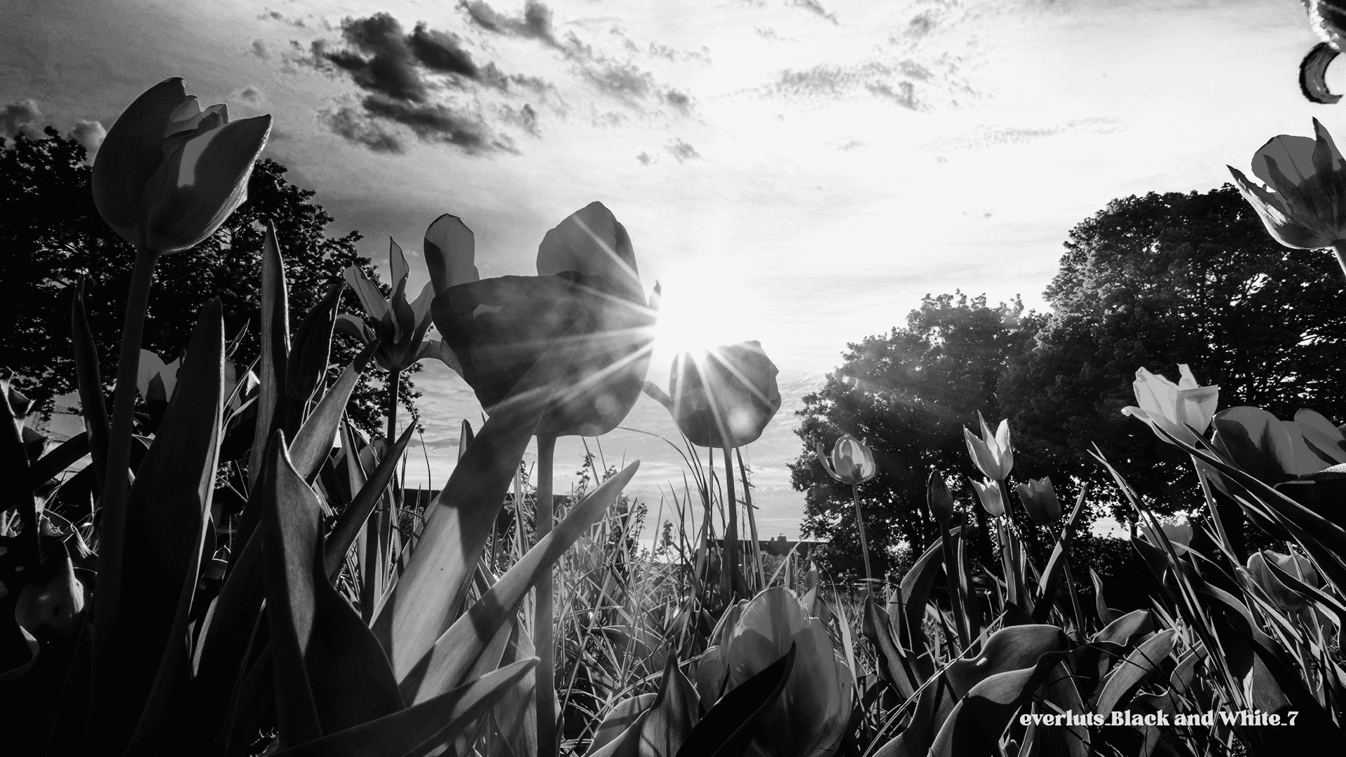 Explore the Frames - Everluts Black and White 7